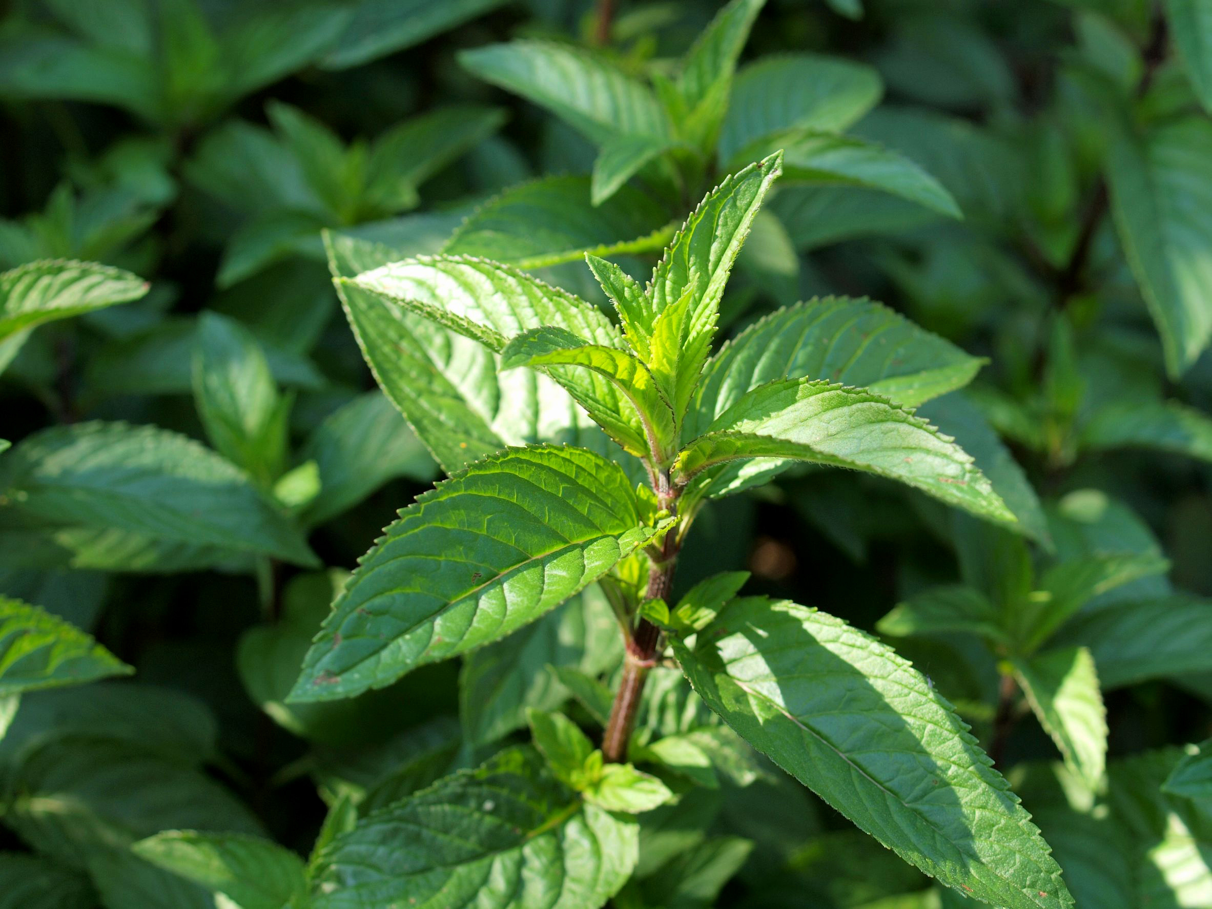 Мята перечная. Мята перечная (Mentha piperita). Мята перечная Méntha piperíta. Мята перечная ГФ. Мята перечная листья ГФ.